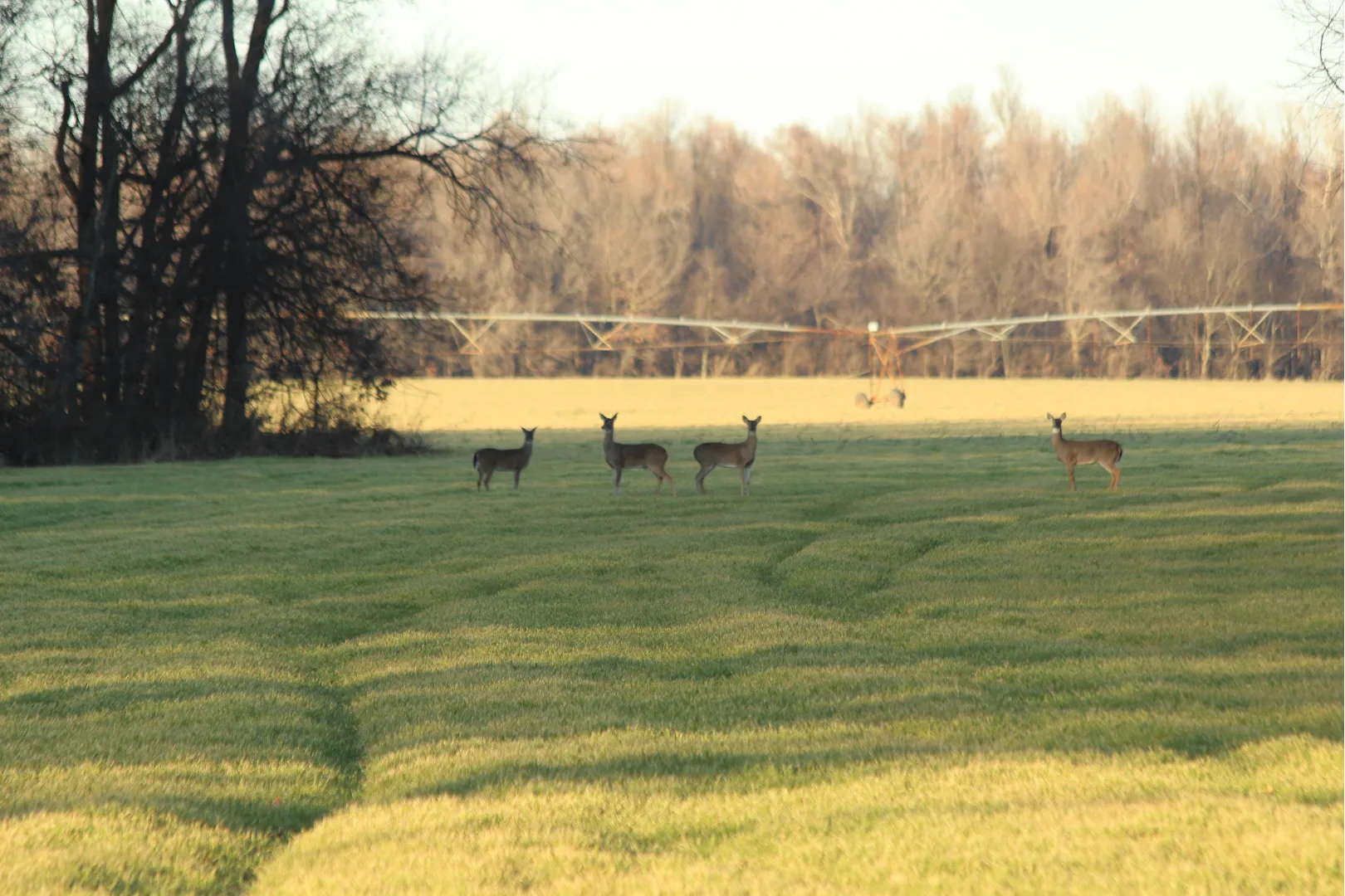 Four deer stand alert on a grassy field near the edge of a forest, with bare trees and farming equipment visible in the background under a clear sky.
