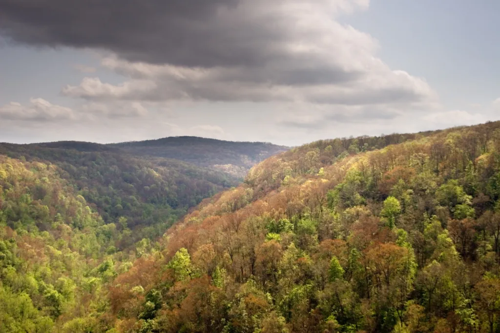 A scenic view of rolling hills covered with dense trees in various shades of green and brown under a partly cloudy sky. Sunlight illuminates parts of the forest, creating a contrast with the shadows.
