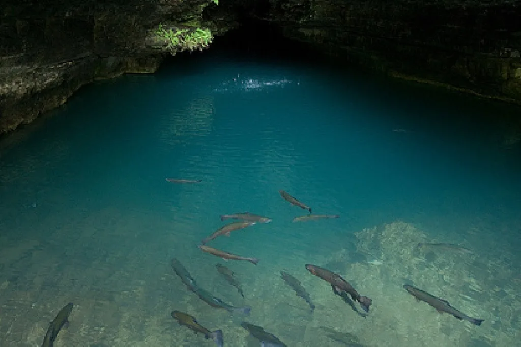 A group of fish swim in clear blue water inside a partially lit cave, with rocks visible below the surface and greenery hanging from the cave wall above.