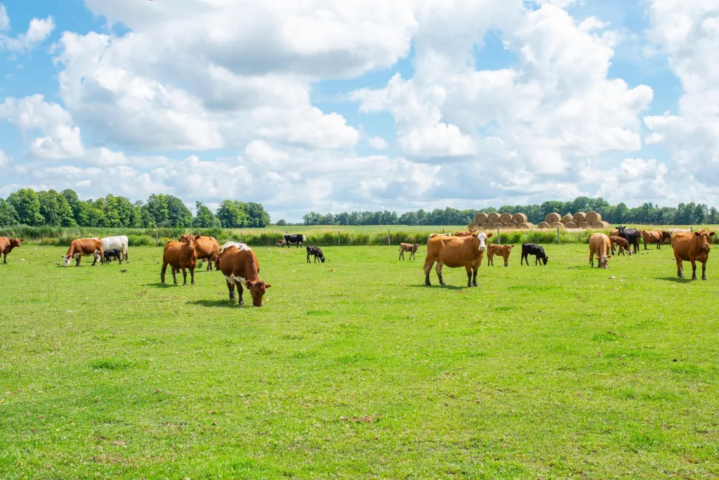A herd of cows grazes on a green field under a partly cloudy sky, with trees and stacked hay bales visible in the background.