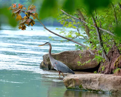 A great blue heron standing by the river, with its long neck and legs in the water.