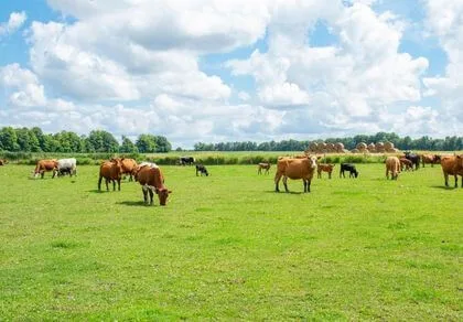 A herd of cows grazes on a green field under a bright blue sky with scattered clouds, with trees and hay bales in the background.